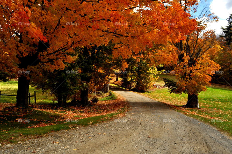Empty road between autumn trees