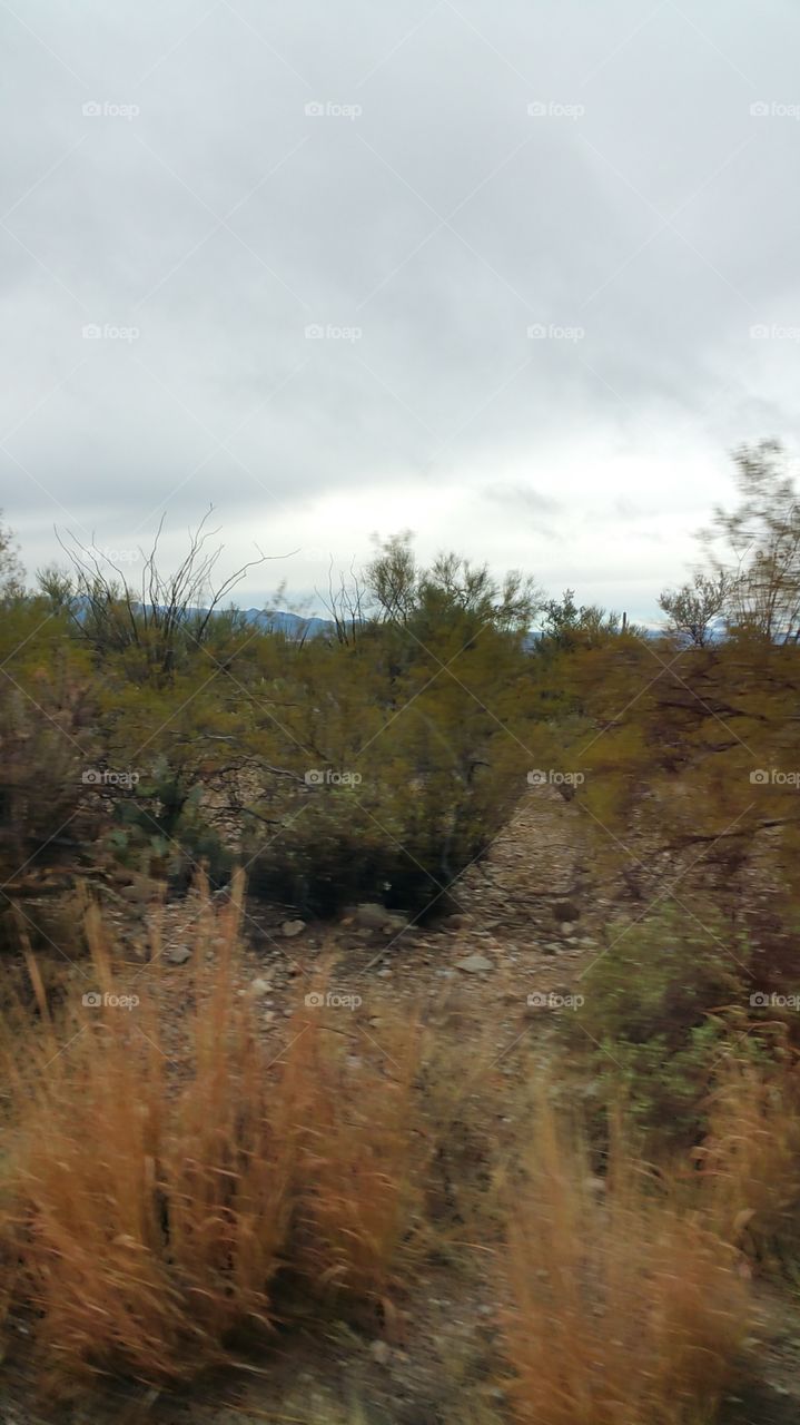 Tucson landscape