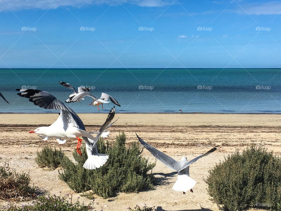 Seagulls in mid flight, flying low, landing at south Australian beach seagulls in foreground 