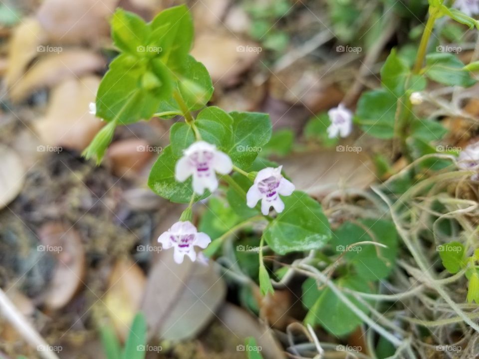 Tiny Flower Field