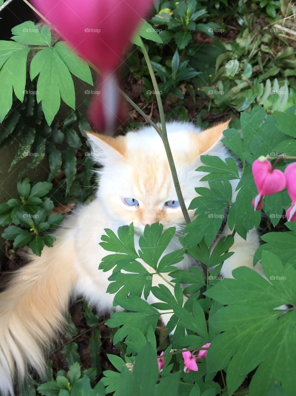 Harvey has a very curious nature and loves to be out in the garden with me all the time 