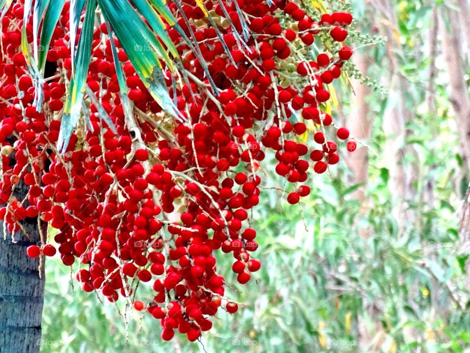 Red palm fruits