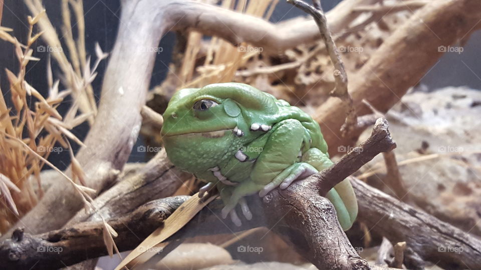 green amphibian