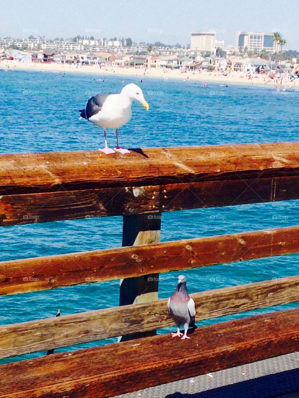 Birds near the sea