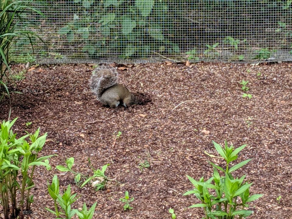 Brown squirrel digs