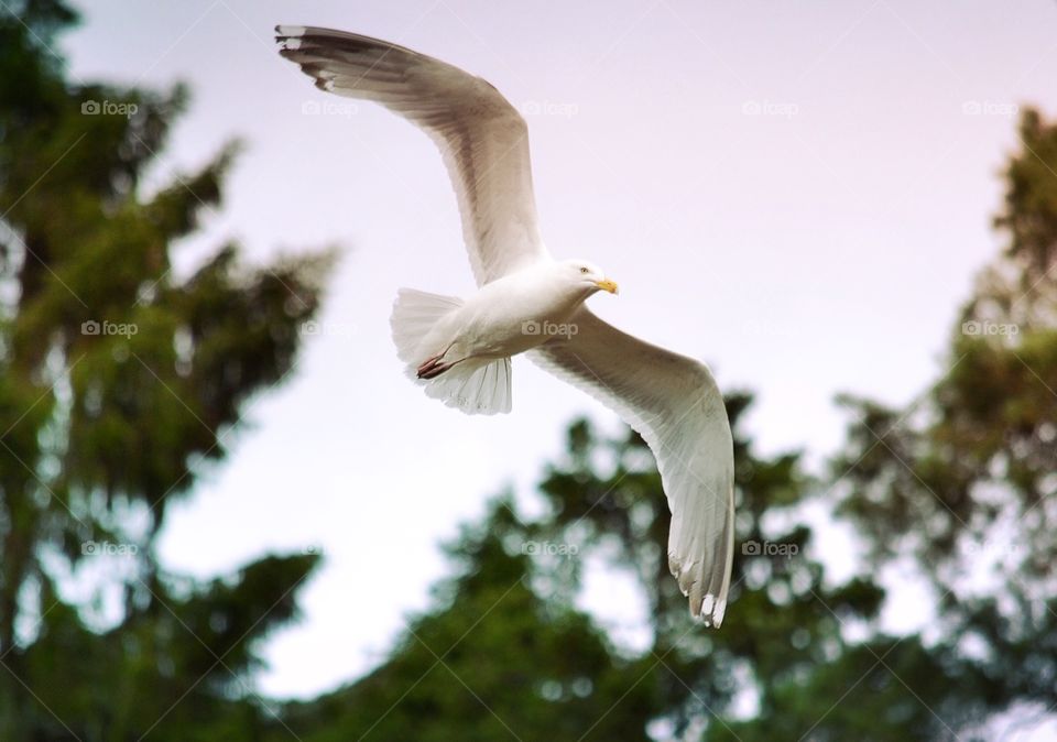 Seagull. Seagull in the sky