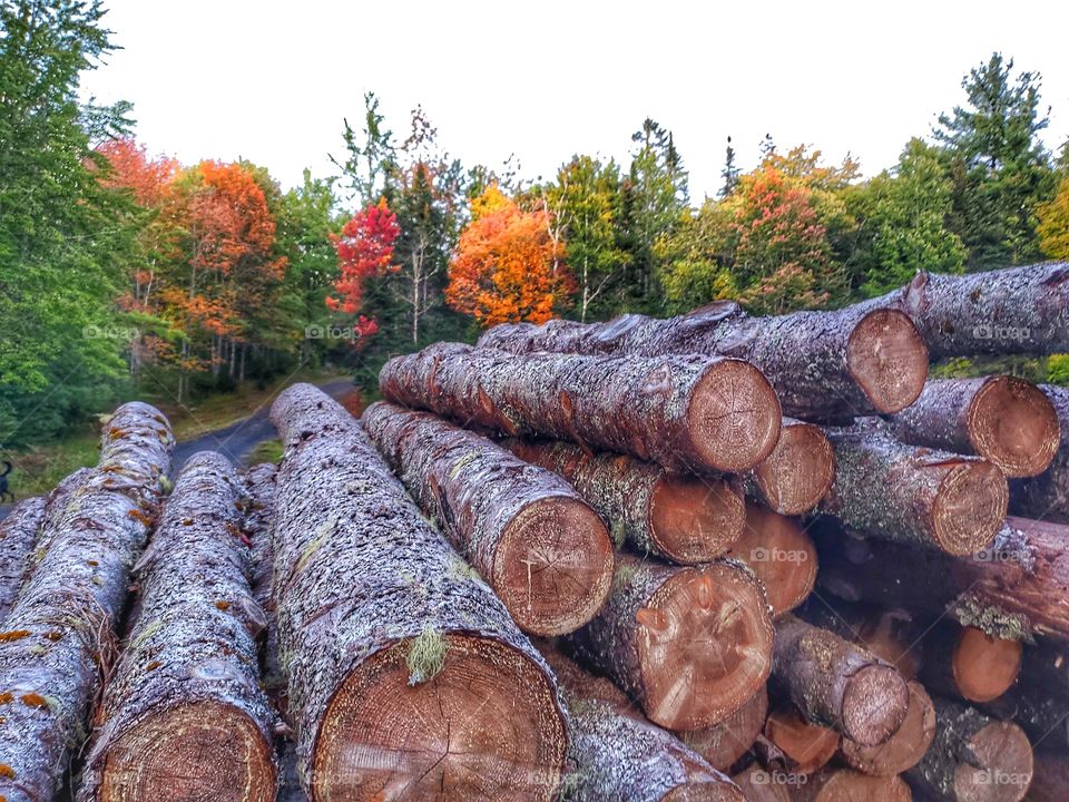 Moods of Autumn:
Changing leaves at the wood lot