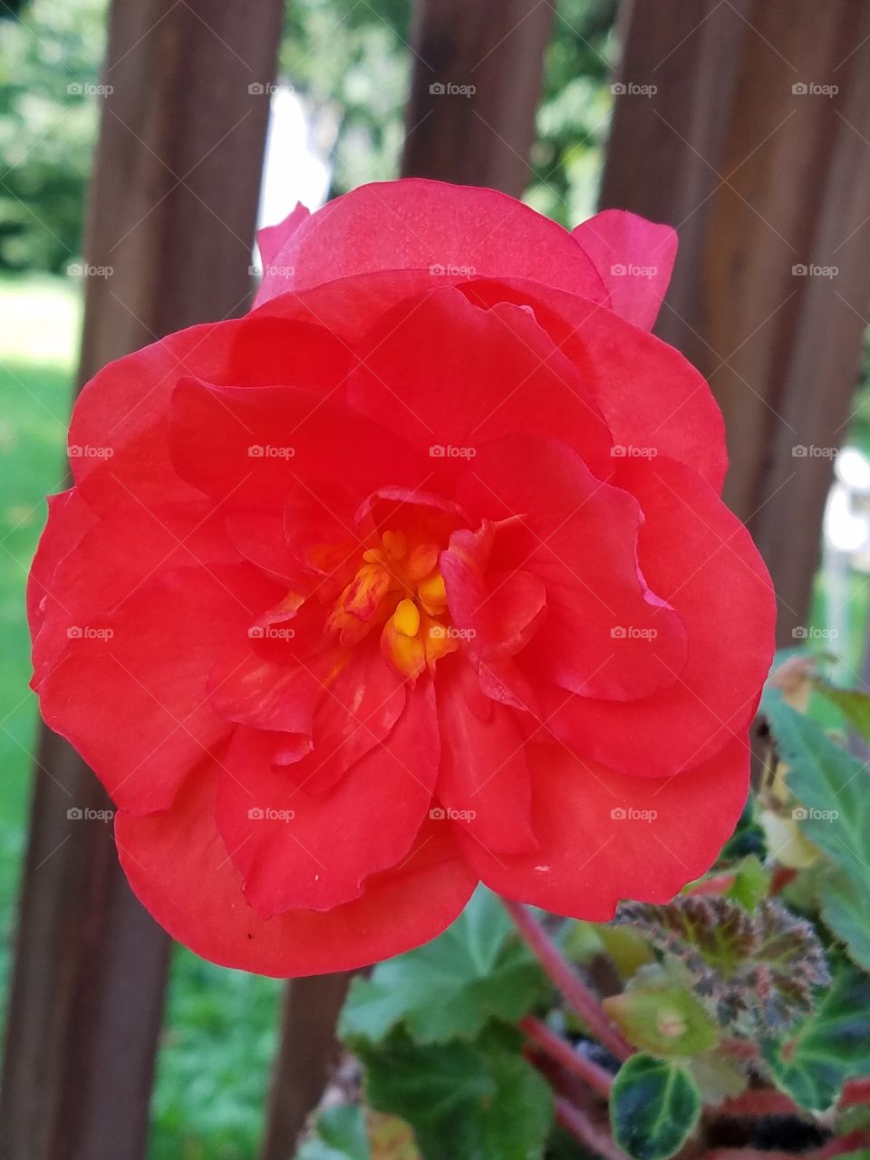 red flower of summer