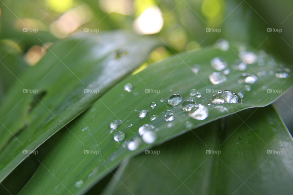 Water drops on the leaves...