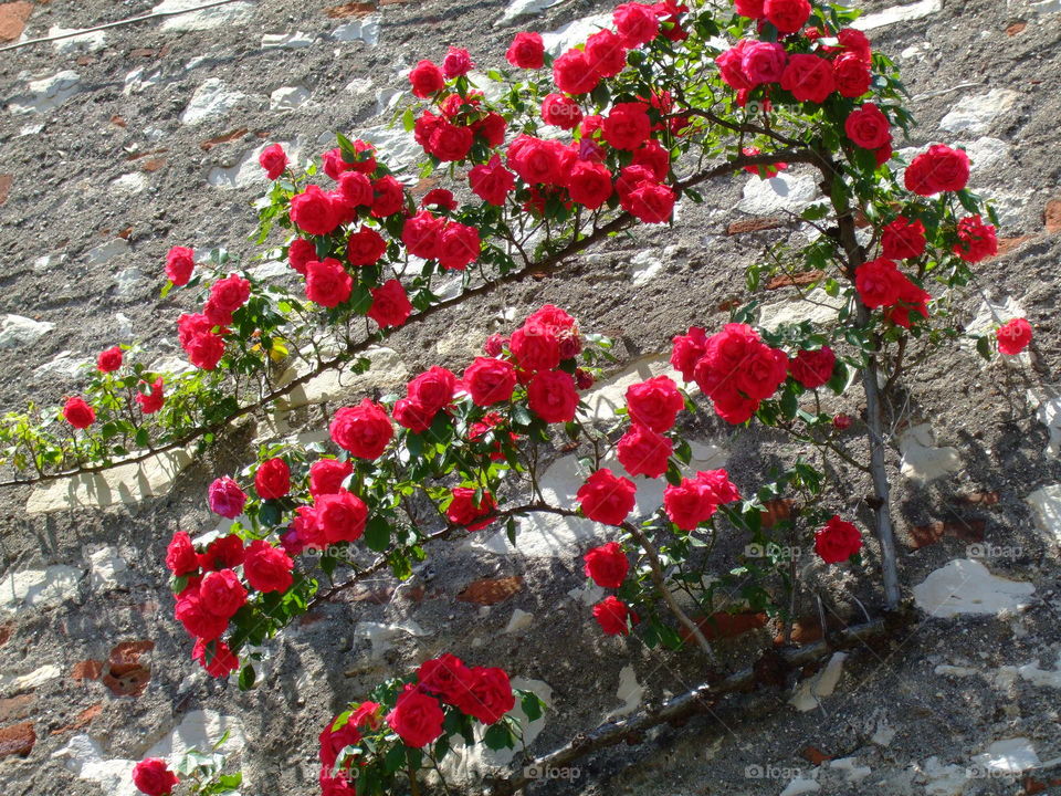red roses
