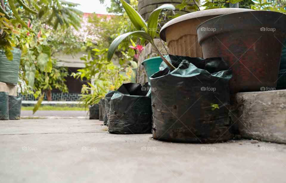 the plants in mini garden