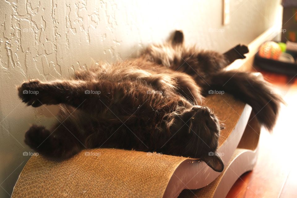 My cat relaxing on his cat scratcher.