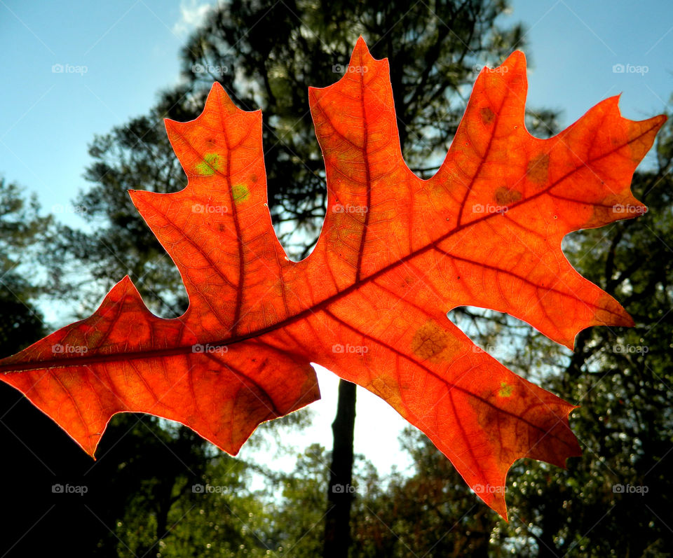 Autumn is my favorite time of year! It is a transition between summer and winter. The weather is unpredictable, and in some areas the tree leaves turn into the most fantastic orange, red, yellow, and golden brown. When you drive through the country, the sun burst on the multicolored hillsides, so vivid it is unbelievable!