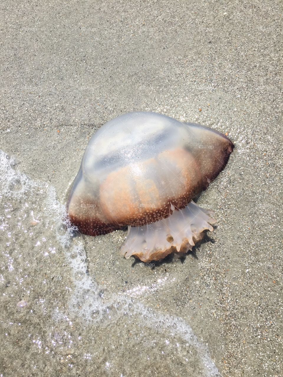 Jellyfish. Jellyfish washed up on the beach.