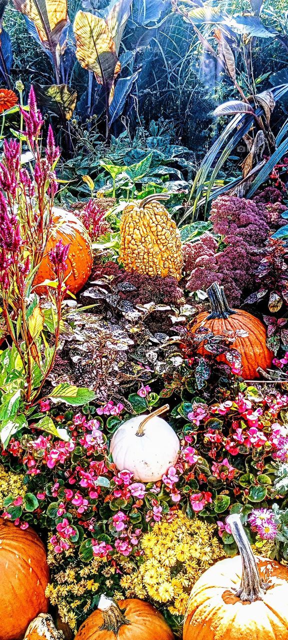 Botanical Pumpkin Garden