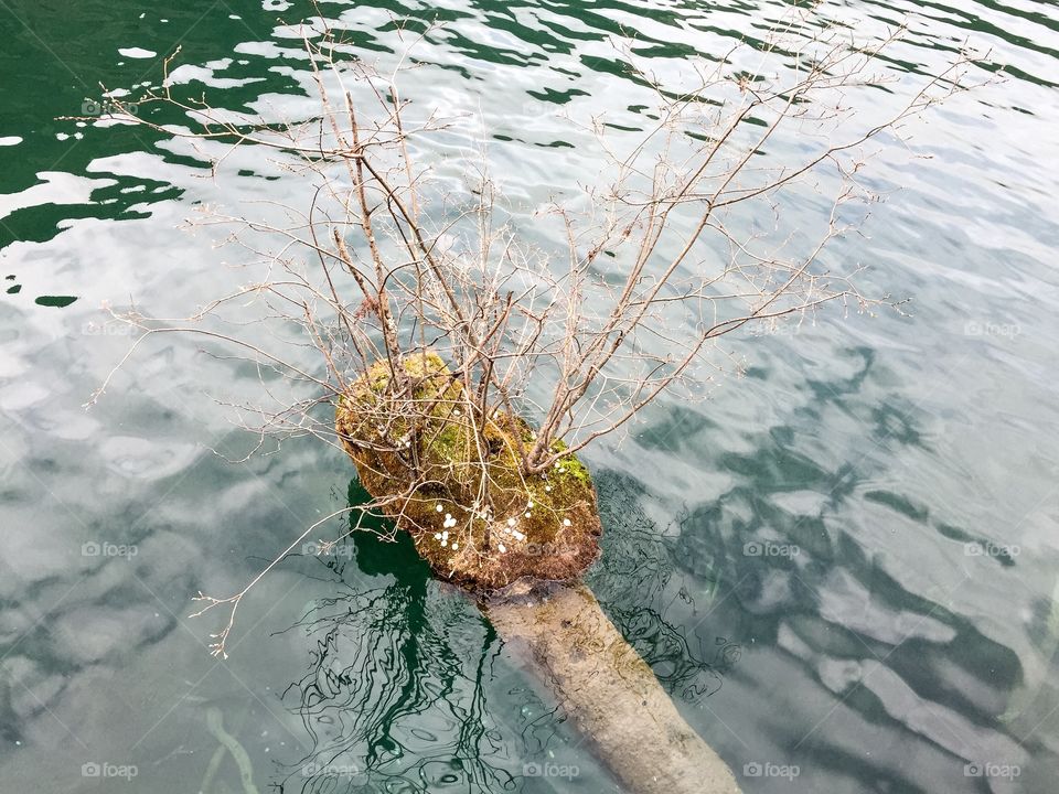 Tree trunk in water 