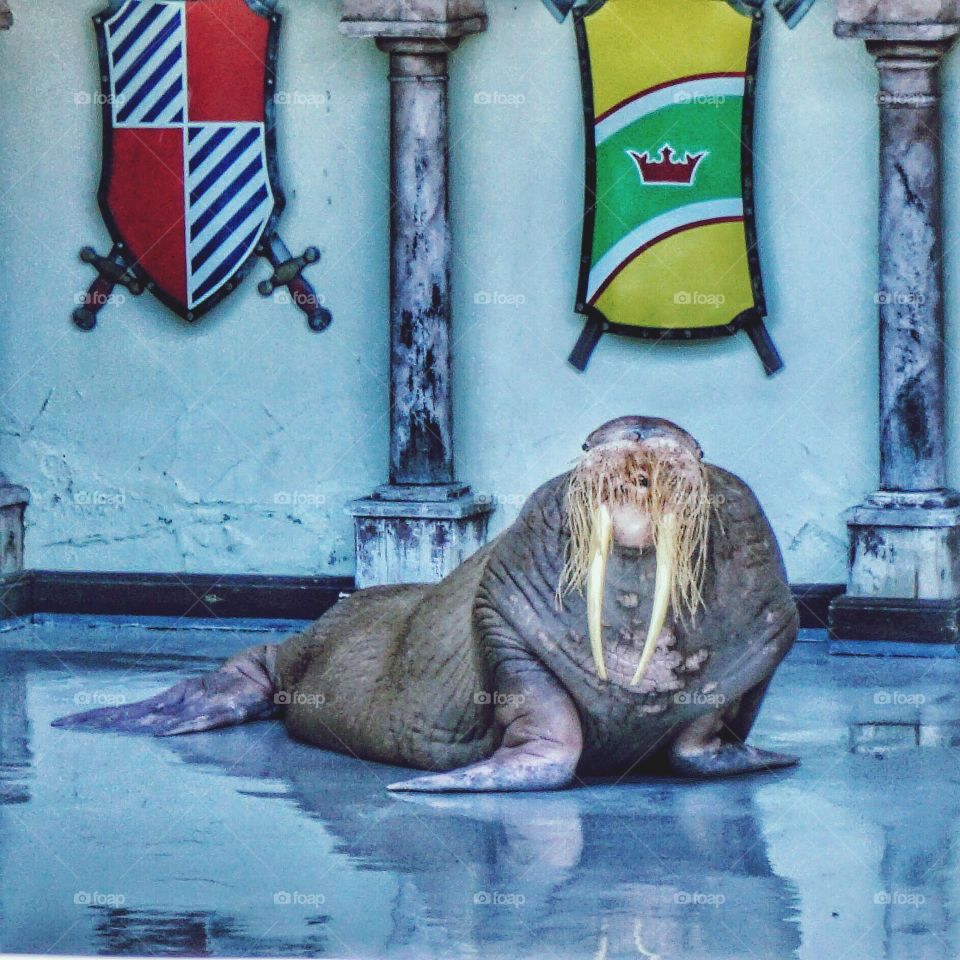 Walrus posing for the camera