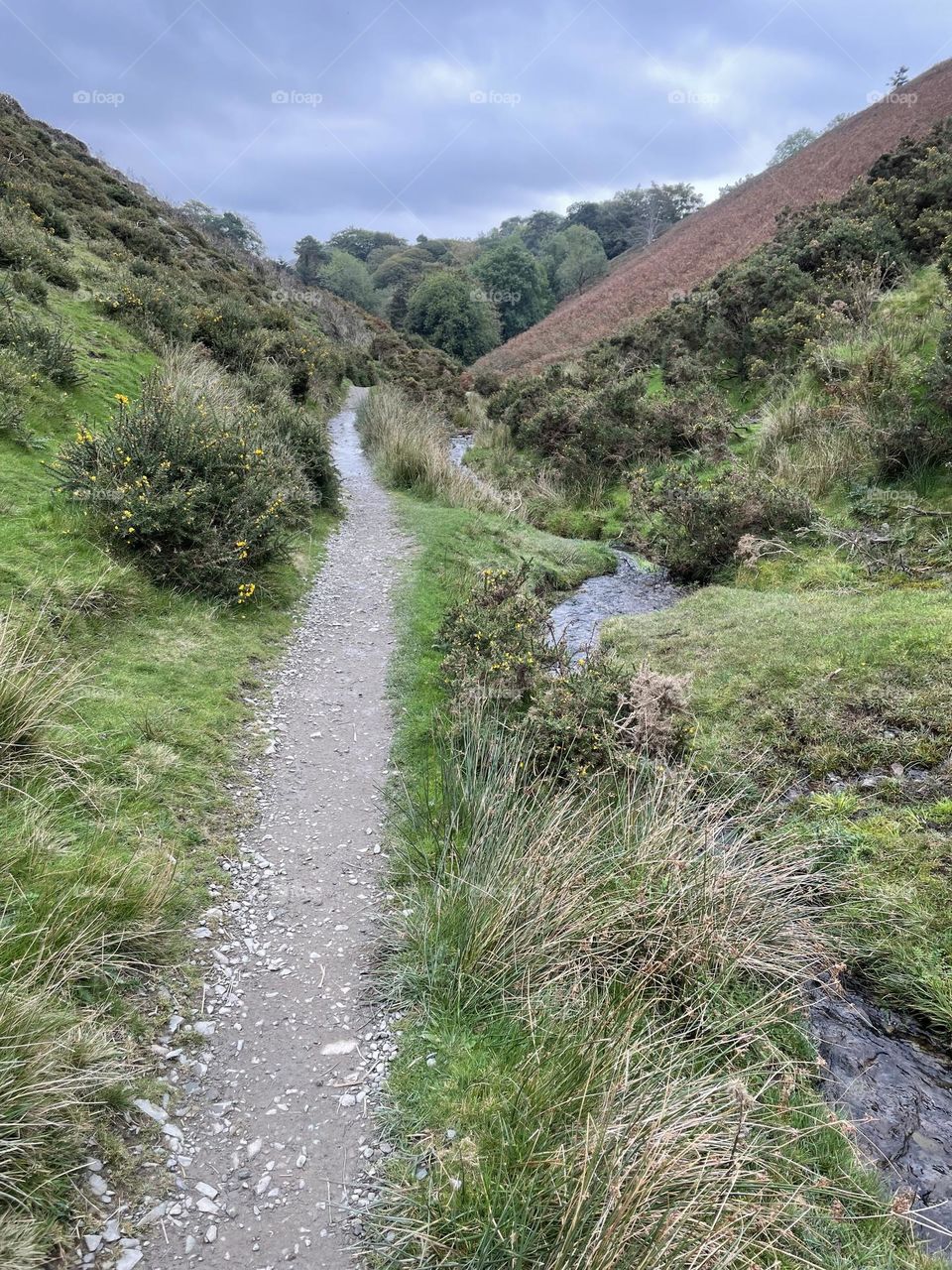 Narrow path beside a stream … follow it for  a beautiful walk !