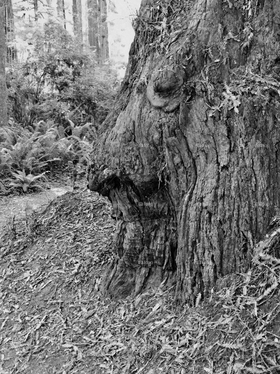 Face in the trees