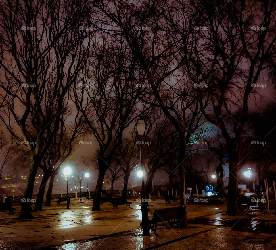 Bare trees stand eerily against the light polluted sky, on a cold & rainy winter night is Lisbon - December 2019