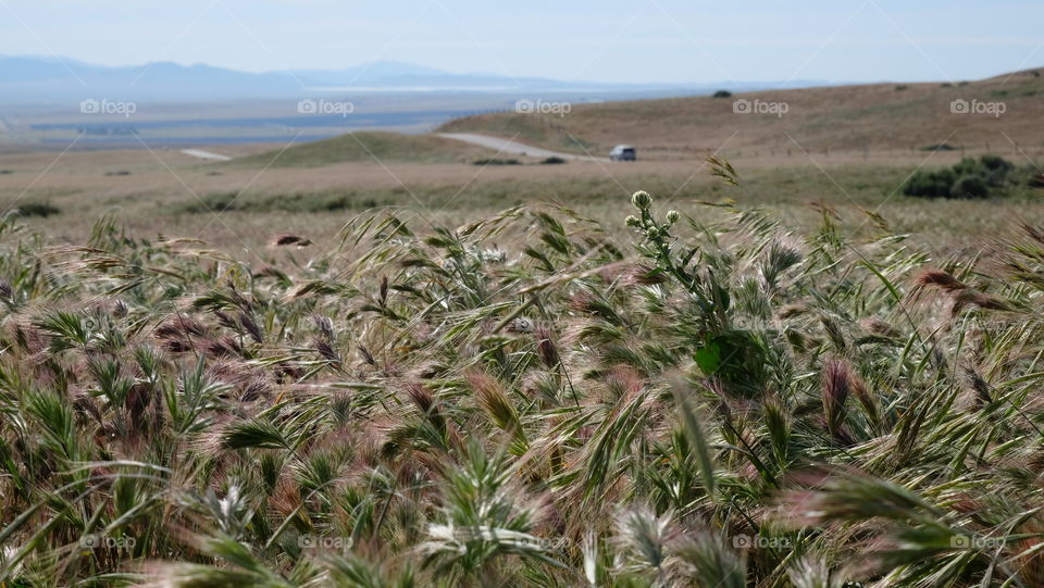 Grass blowing in the countryside