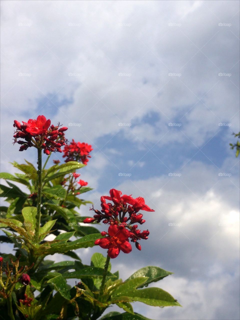 Ted flower in the sky. red flowers in the sky in summer of Thailand