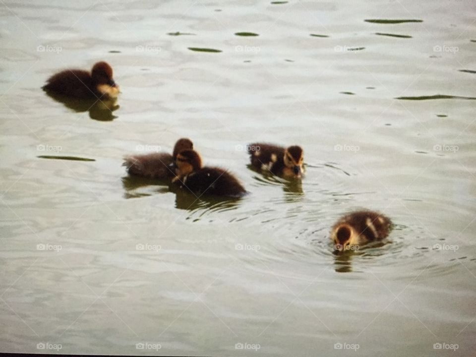 Ducklings 