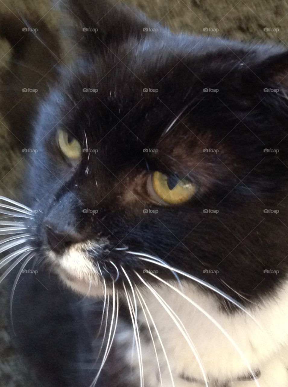 A close up photo of my black and white tuxedo cat.