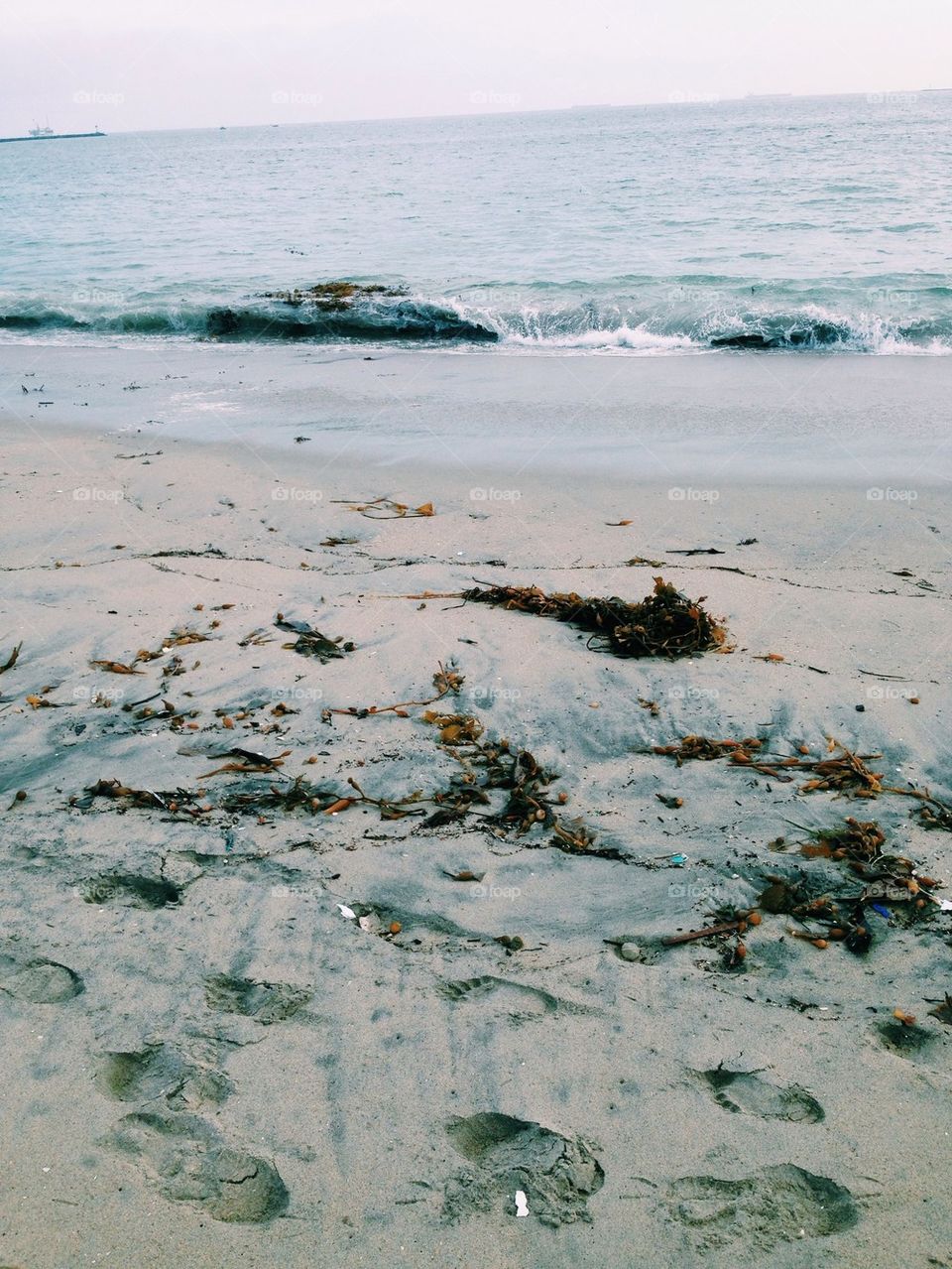 Seaweed on Beach