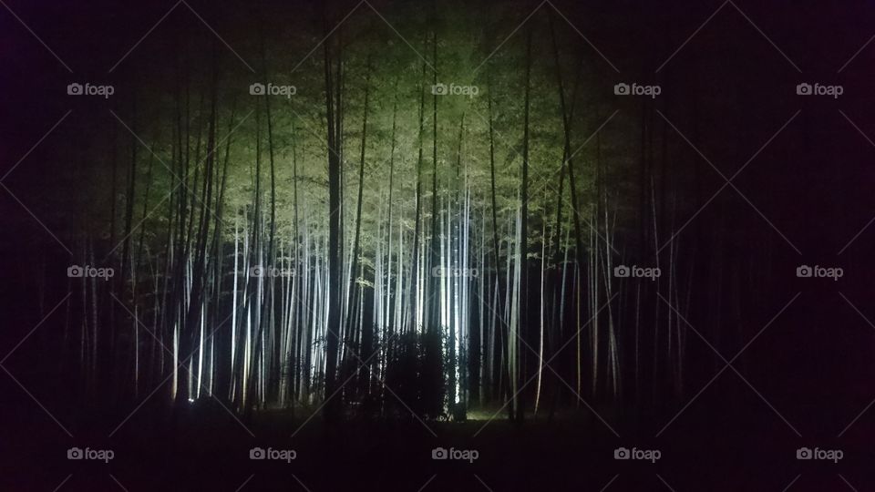 Bamboo forest lighted up
