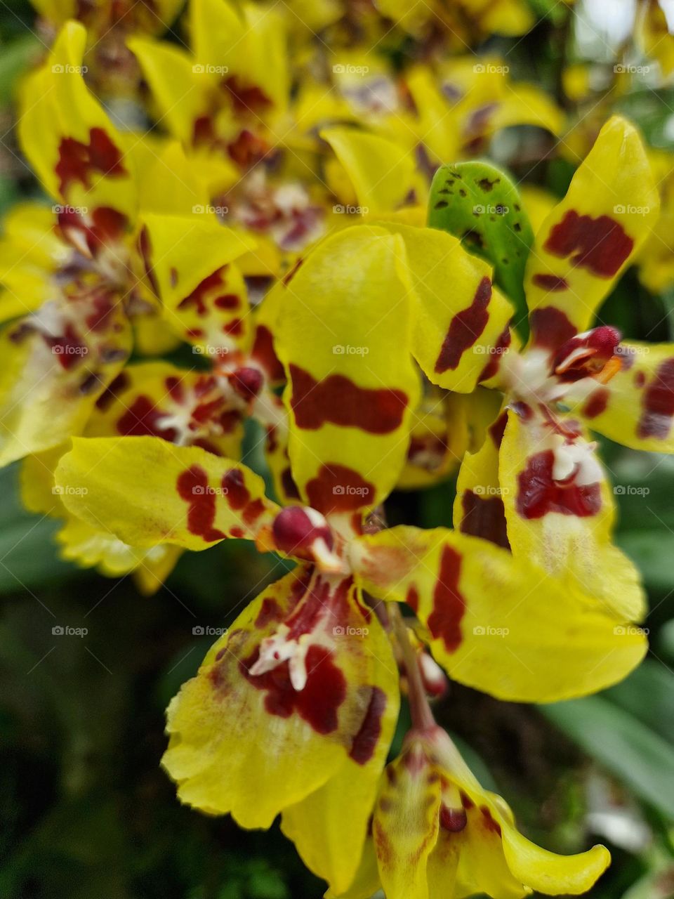 Yellow flowers