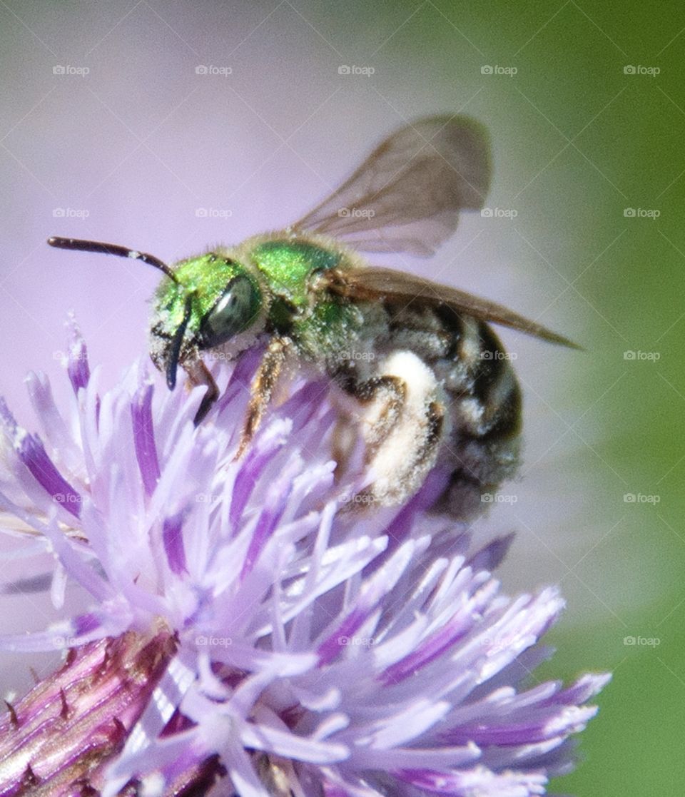 Metallic Green Orchard Bee, Sweat Bee on purple thistle flower