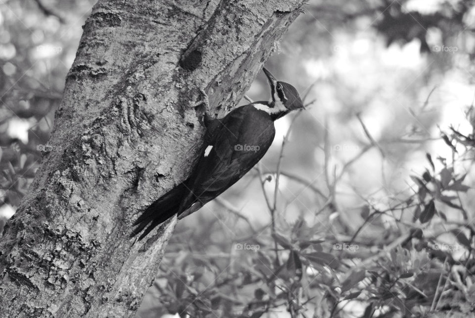 WOOD PECKER