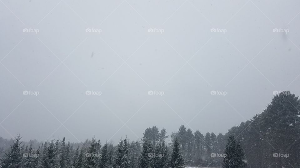 Fog, Landscape, Tree, Winter, Snow