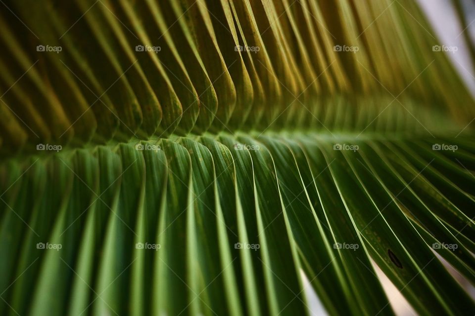 Leaf of palm