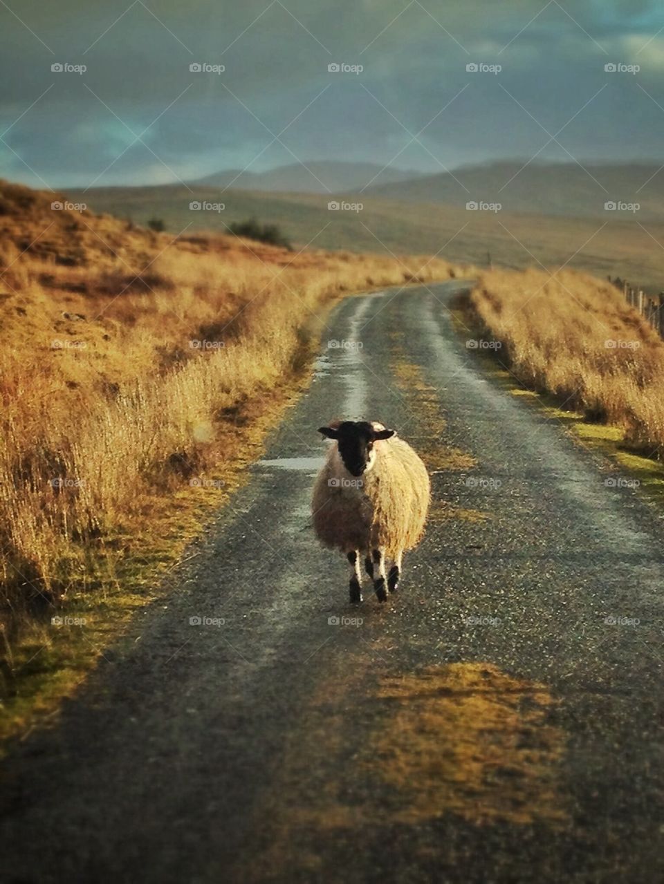 Lone sheep on a road in Ireland