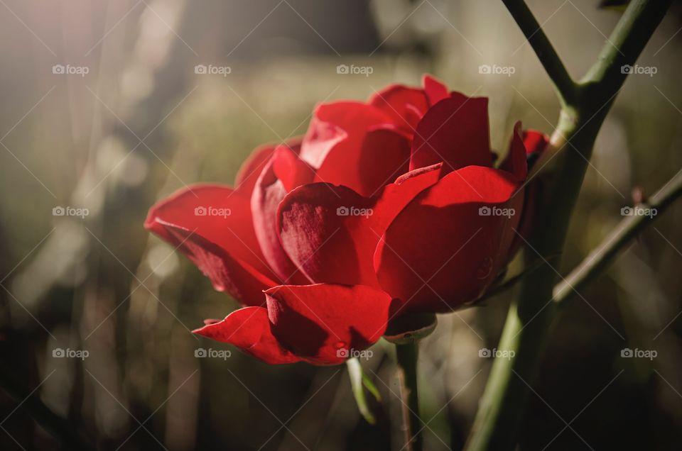 A red rose in the garden after the rain. Drops of water on petals. Red and green. 