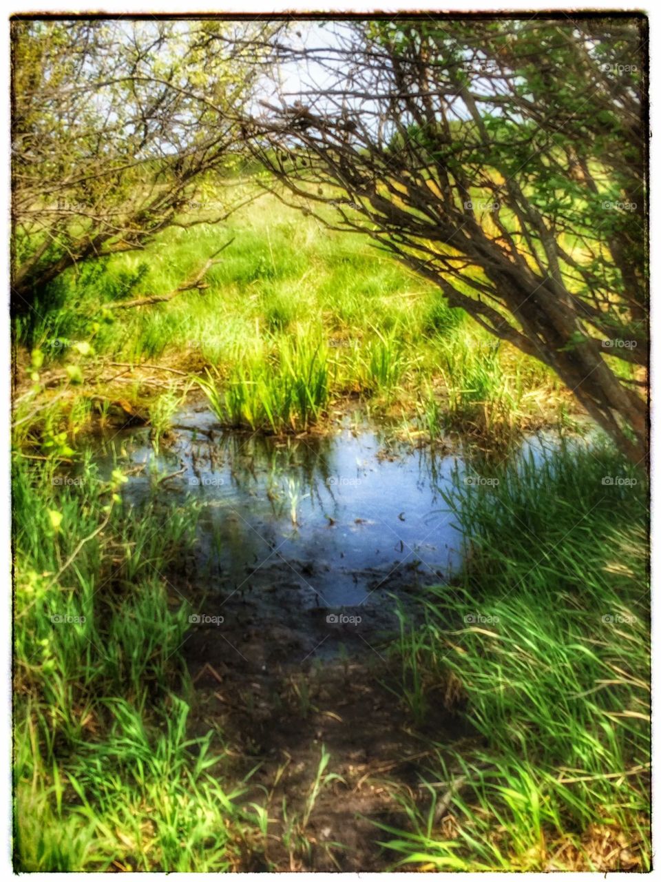 Prairie pond