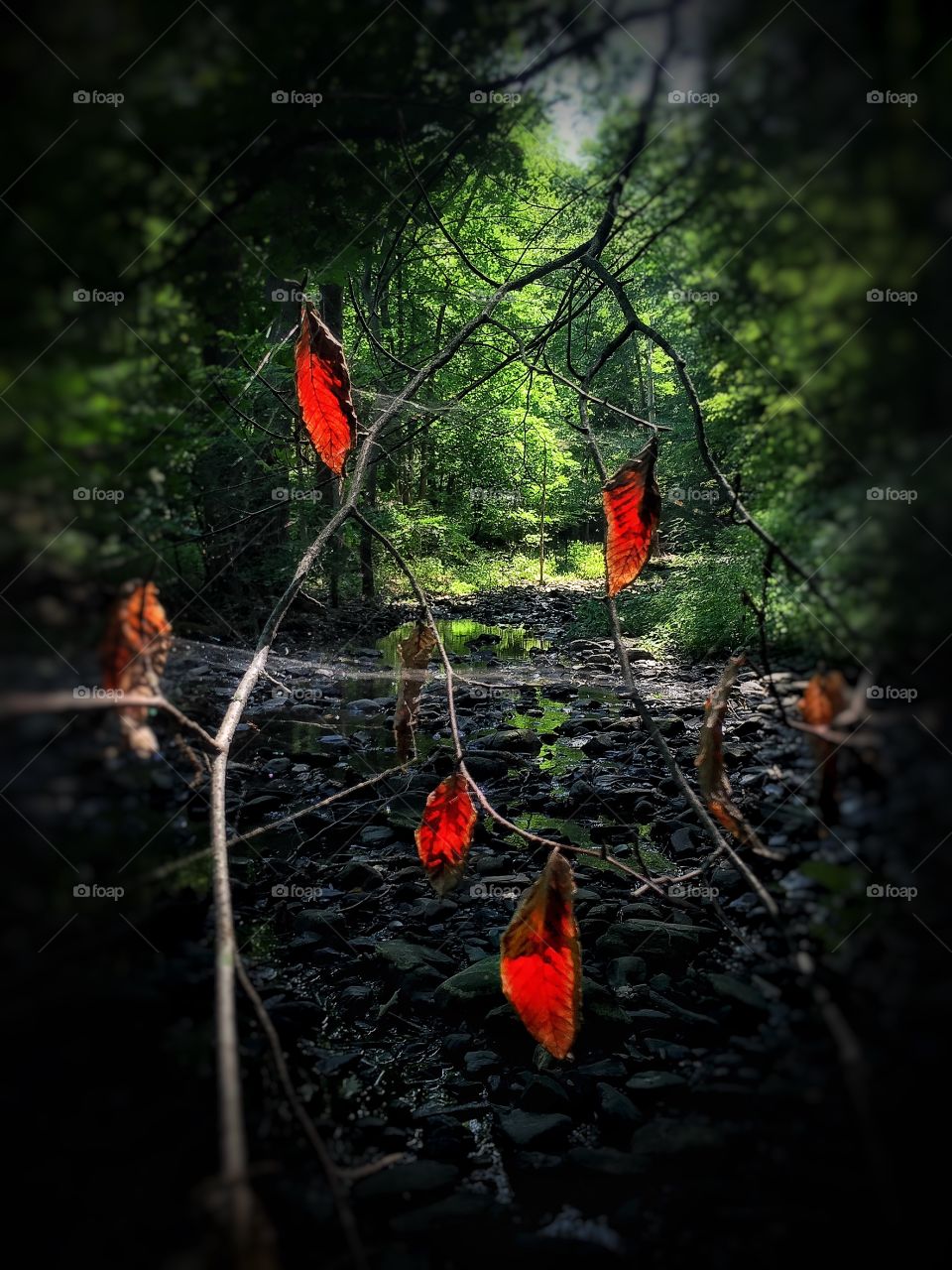 Fall (autumn) is almost here. . Leaves over a dried up stream bed beginning to change colors. 