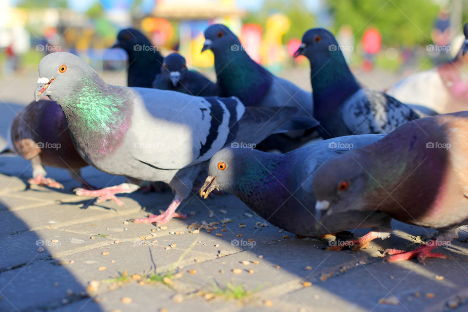 Pigeon, bird, "living being", fauna, nature, park, eat, grains, take off, landscape