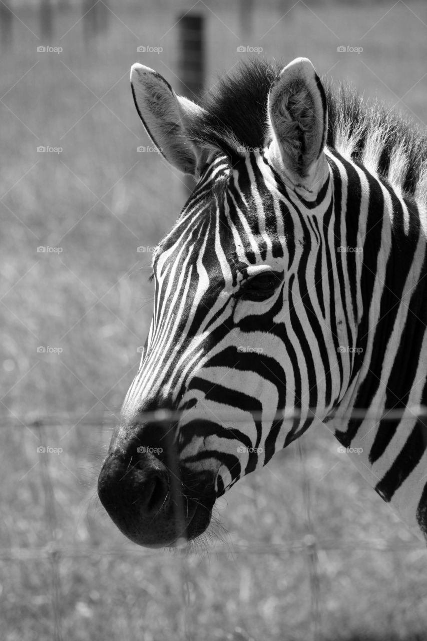 Zebra (headshot)
