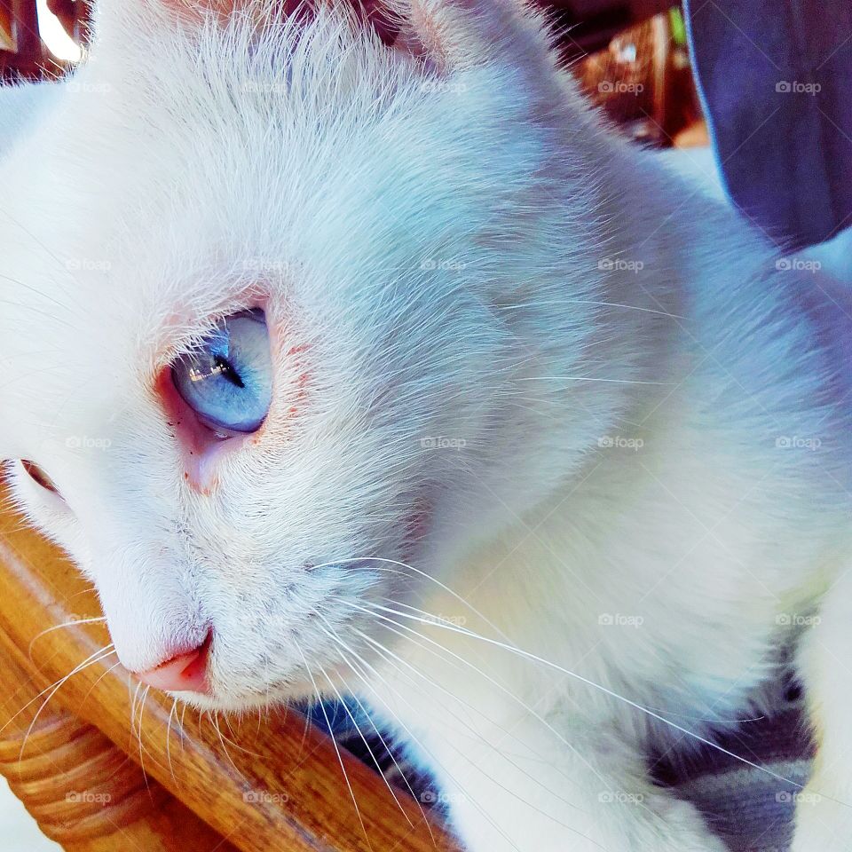 White Greek beauty with gorgeous blue eyes! 

Korfu, Greece