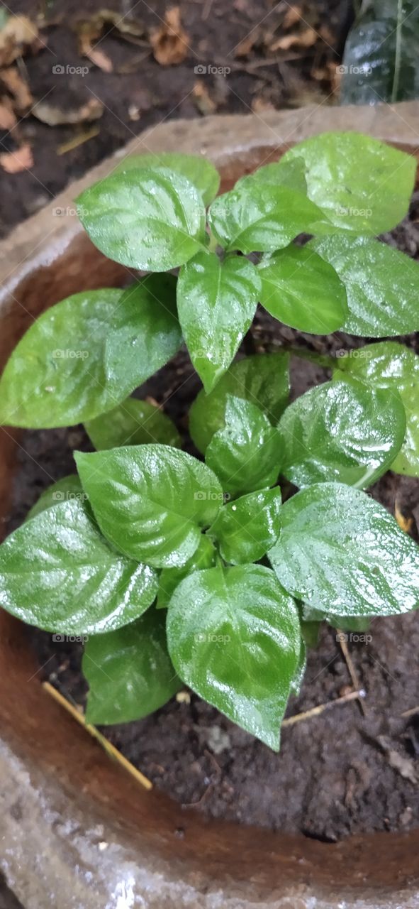 Green plants are always represents freshness and prosperity which motivate us to live happily