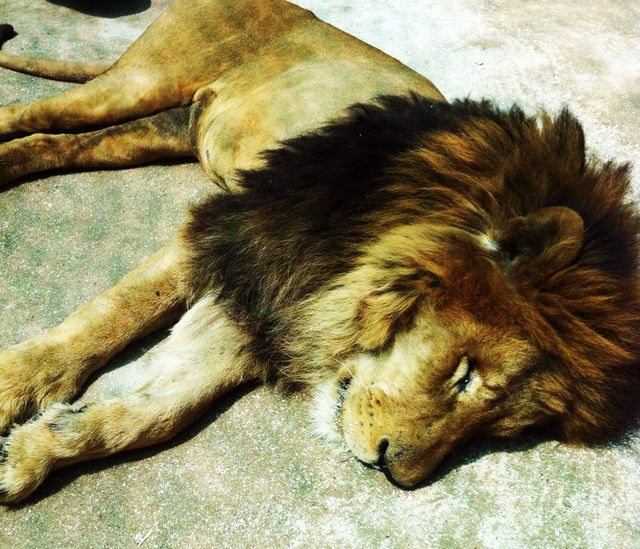 nature animal zoo sleep by ederpino