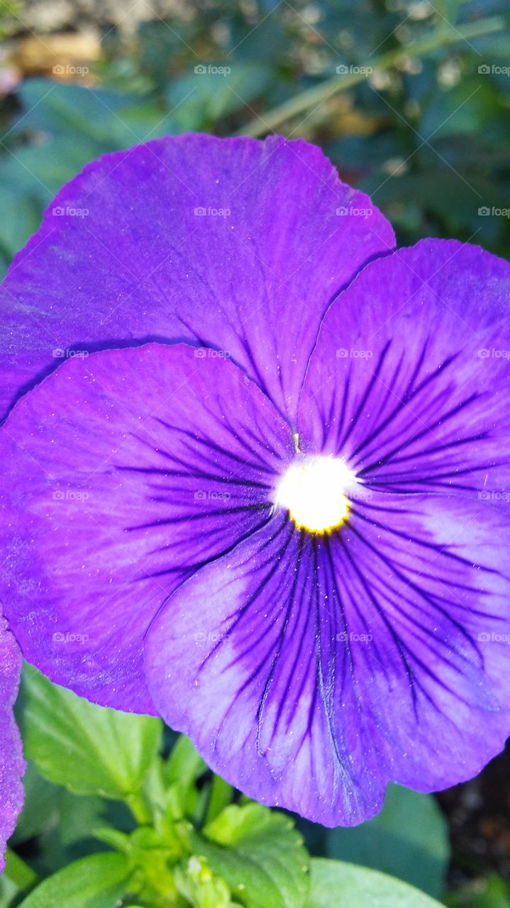 Flower, Flora, Nature, No Person, Leaf