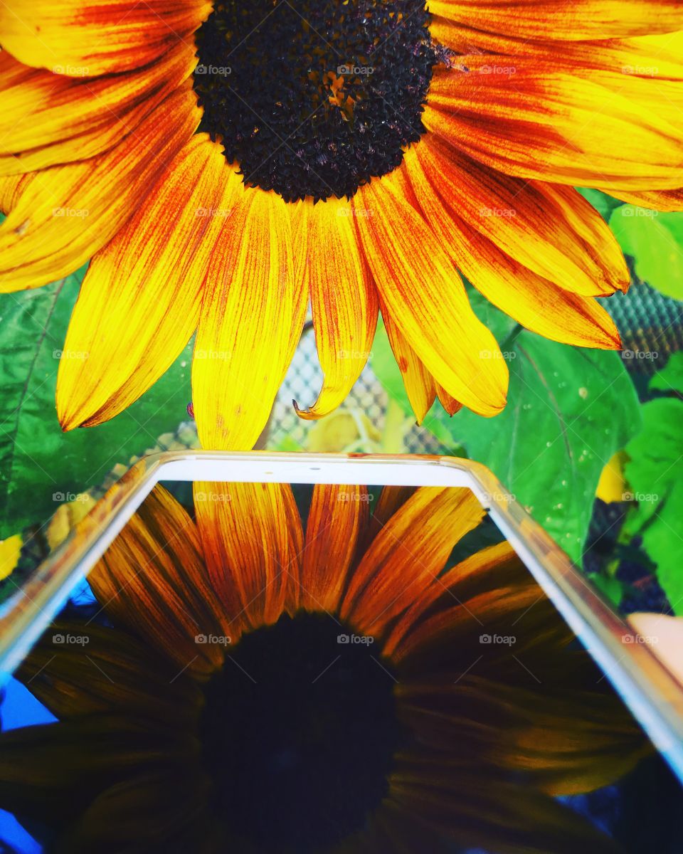 iPhone reflection of a sunflower