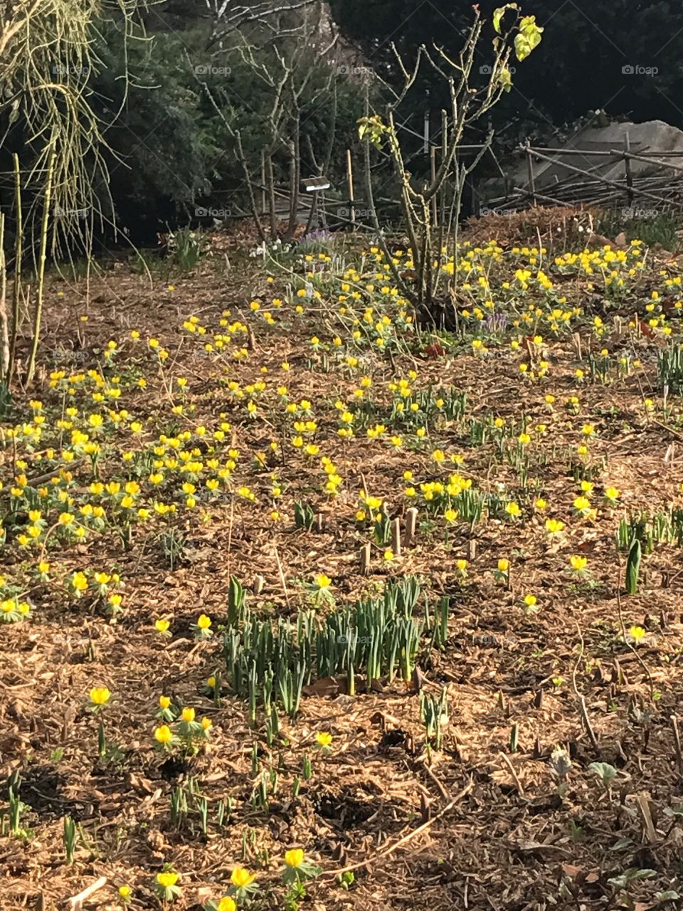 Early spring, flowers in the Central Park, NYC 