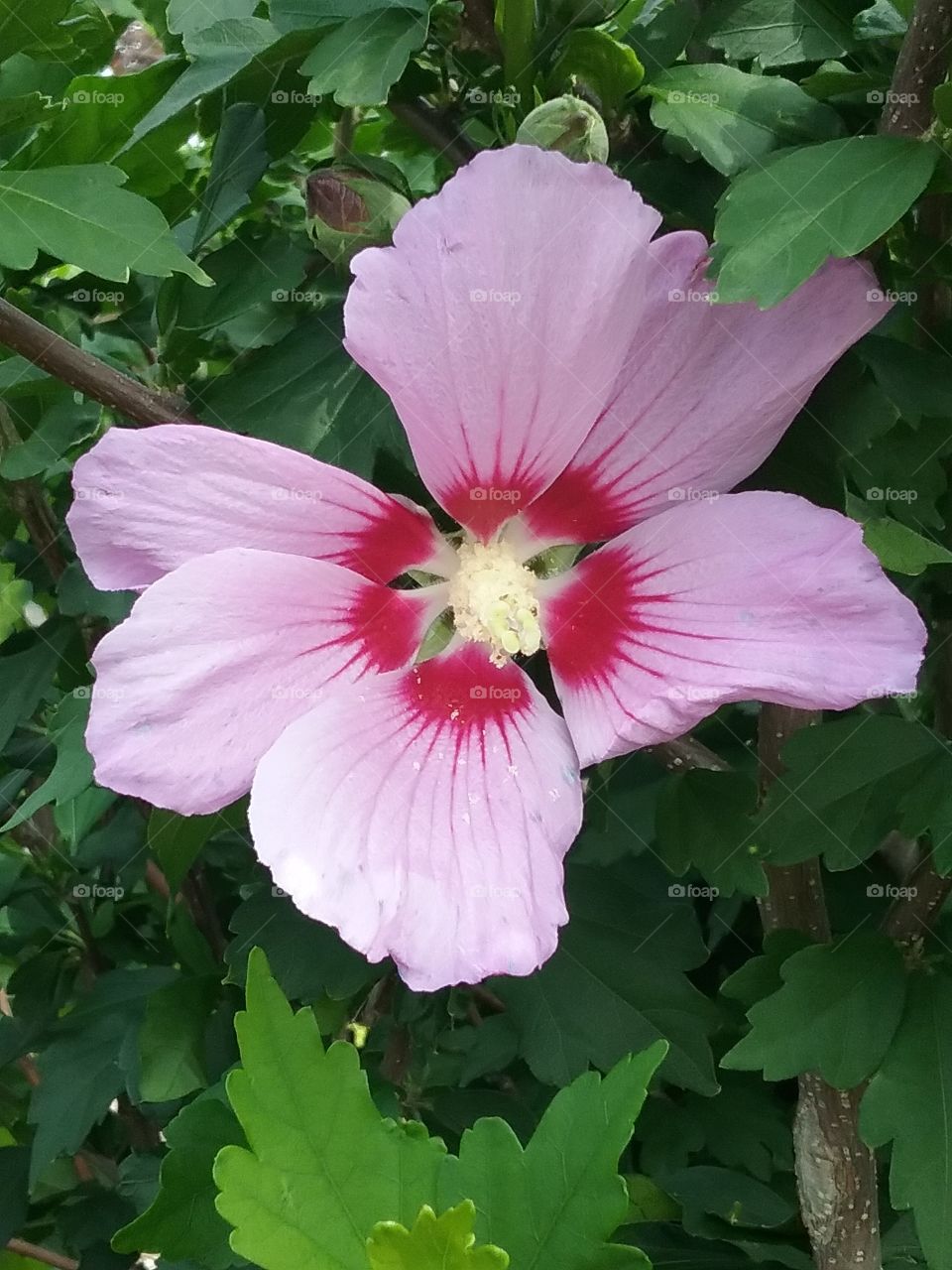 pink flower