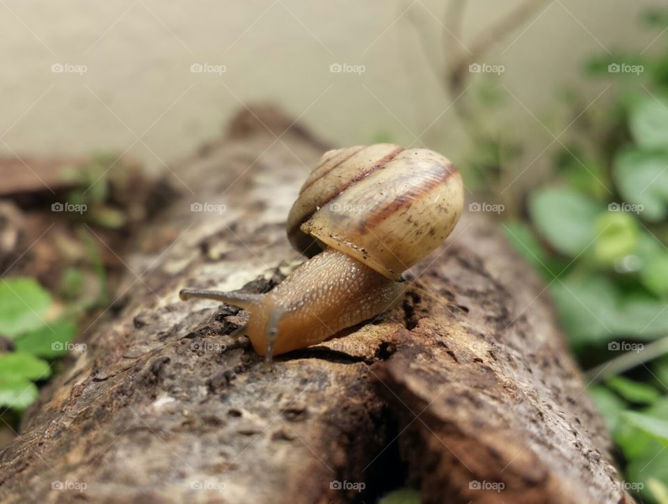 snailio