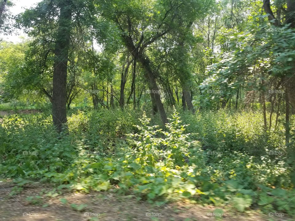 Wood, Landscape, Nature, Tree, Leaf